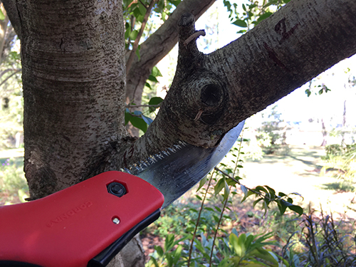 A small tree trunk with a side branch on which there are the numbers one two and three to show the cuts