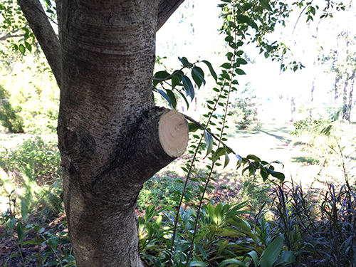 A small tree trunk with a side branch on which there are the numbers one two and three to show the cuts