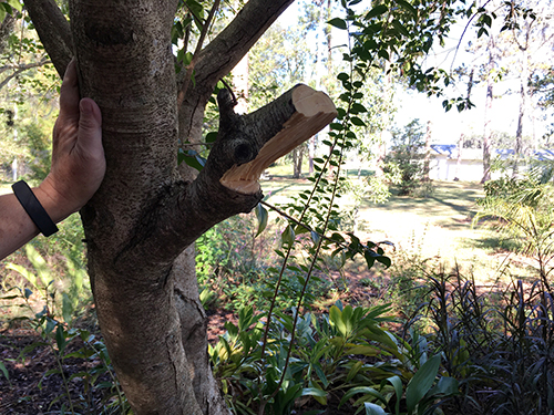 A small tree trunk with a side branch on which there are the numbers one two and three to show the cuts