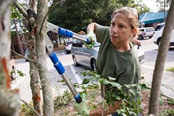 Woman using hedge clippers to prune a small tree