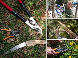 A collage of differently sized and shaped pruning tools