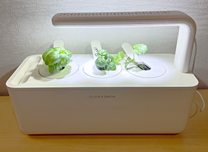 A white rectangular plastic container with three small herbs growing and a light arm fixed overhead