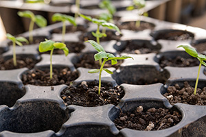 A tray of individual soil cups with seedlings