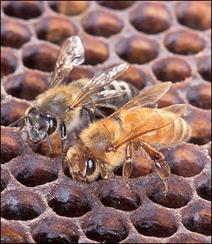 Adult African honey bees