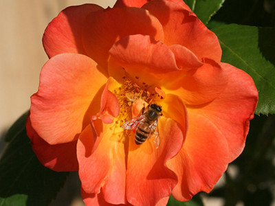 bee on orange rose