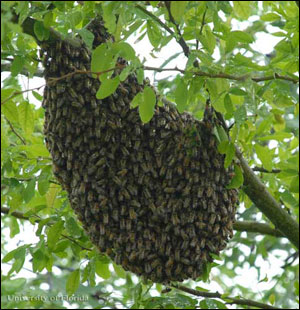 Bee swarm in tree