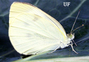 Creamy white butterfly