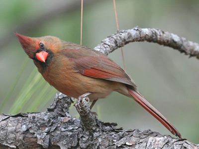Brownish red bird on a pine branch