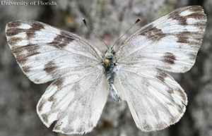 A mainly white butterfly with dusty black markings