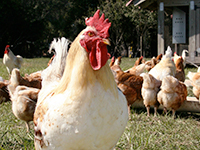 White chicken standing in front of many other chickens out in a farm yard