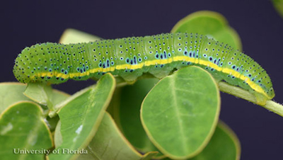 A bright green caterpillar with yellow stripe