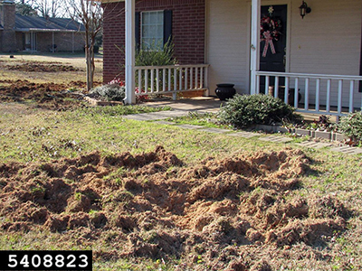 A front yard's lawn torn up