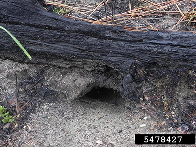 A gopher tortoise burrow dung into sand under a fallen burnt tree trunck