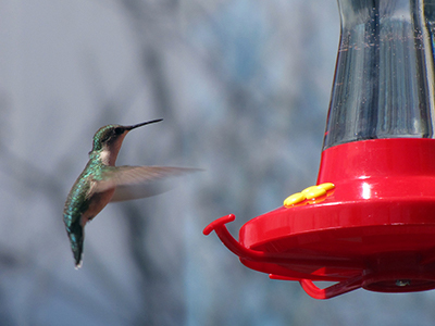 Hummingbird approaching feeder