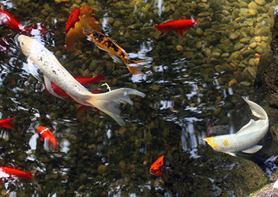 Two large white koi fish and several smaller red fish in a pond