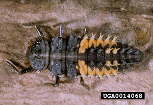 Six-legged black insect with orange markings on its segmented back