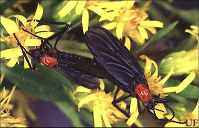 Two black and red winged insects on yellow flowers