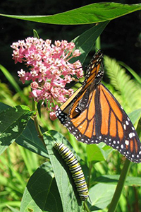 Orange and black butterfly and orange and black caterpillar on same plant