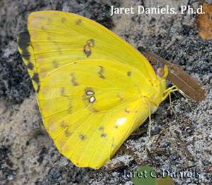 A yellow butterfly