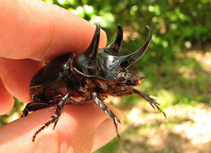 Large beetle with 'horns' being held between finger and thumb