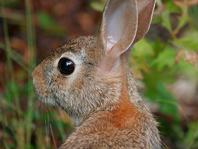 Rabbits Gardening Solutions University Of Florida Institute Of Food And Agricultural Sciences