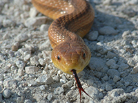 Red rat snake is actually more reddish brown