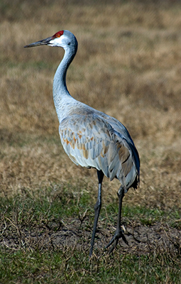 Tall grayish bird with long neck and long thin black legs and a red patch on top of the head and around the eyes