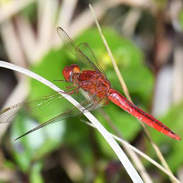 A red dragonfly with large translucent wings