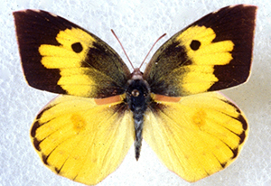 bright yellow butterfly with dark brown markings that do not look like a dog's face