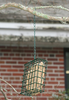 Suet in cage handing from tree