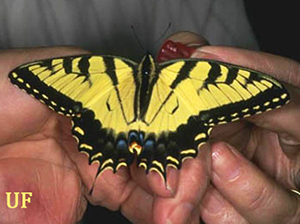 A black and yellow butterfly
