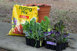 Potting mix, pot, and plants