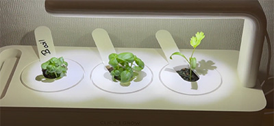 Unit lit up with three baby plants