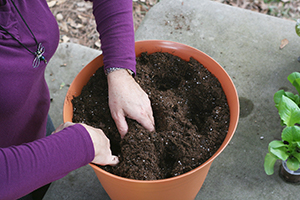 Hands making holes in potting mix within the planter