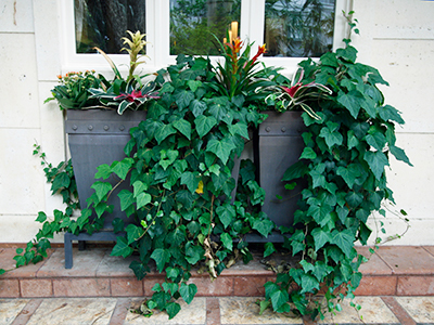 Window Boxes Gardening Solutions University Of Florida