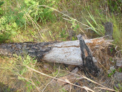 a fallen pine tree with much bark missing