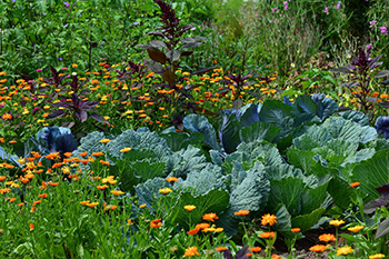 A wild but beautiful plot of yellow and orange flowers around big heads of lettuce and taller purple plants