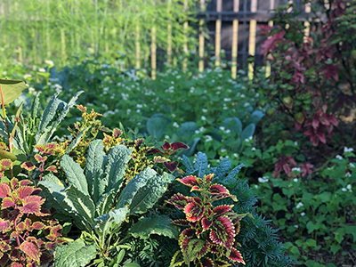 Colorful shot of a garden full of edible and ornamental foliage