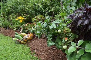 Landscape bed with green and purple foliage plants as well as a basket of squash