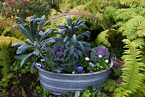 Metal bucket full of kale, ornamental lettuces, and pansy flowers