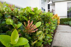 A neatly pruned flowering shrub alongside a home's sidewalk