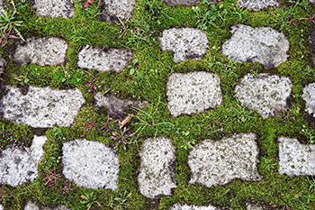 Irregularly shaped stone pavers with plenty of green growing between them