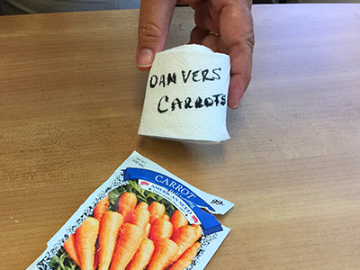 Hand showing rolled up and labeled seed tape with corresponding packet of 'Danvers' carrots.