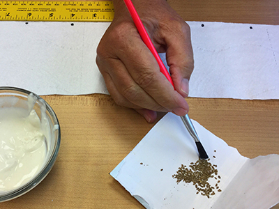 hand using paint brush to pick up seeds