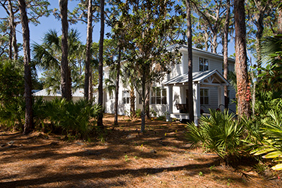 A home landscape with many pine trees and palmettos, but no lawn, just shady pinestraw-covered ground