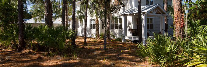 A shady pine covered landscape