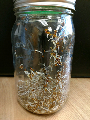 Glass jar with seeds that have started to sprout