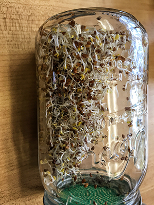 Glass jar upside down with tiny leaves beginning to emerge from the sprouts