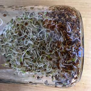 Closer look at bottom of the jar to see many seeds did not sprout