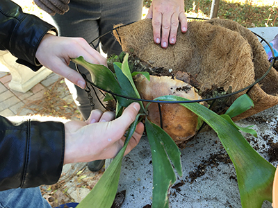 Placing the staghorn fern upright in the basket with fronds coming out the side of the basket.